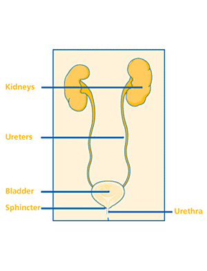 Paediatric Absent Kidney Treatment
