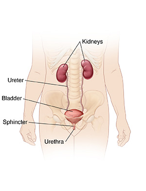 Bladder Function Assessment and Review