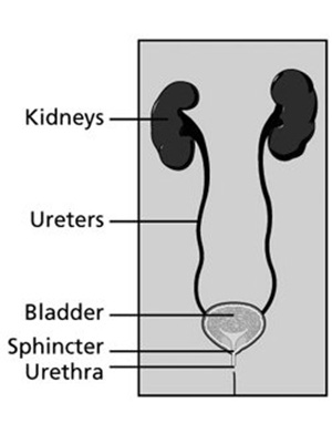 Bladder Sclerotherapy