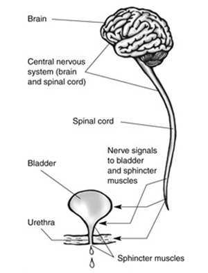 Urinary Incontinence